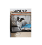 dog5+5（個別スタンプ：8）