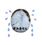 ハムスターんぷ4（個別スタンプ：9）
