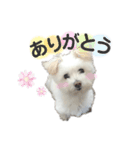 むぅちゃんのスタンプ マルポメ♡（個別スタンプ：1）