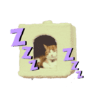 マンチカンのココアちゃん（個別スタンプ：2）