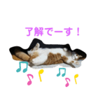 マンチカンのココアちゃん（個別スタンプ：6）