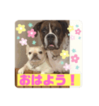 フレンチブルドッグ ＆ボクサー（個別スタンプ：1）