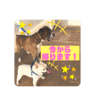 フレンチブルドッグ ＆ボクサー（個別スタンプ：3）