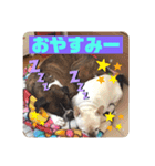 フレンチブルドッグ ＆ボクサー（個別スタンプ：4）