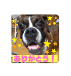 フレンチブルドッグ ＆ボクサー（個別スタンプ：5）