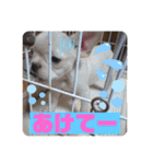 フレンチブルドッグ ＆ボクサー（個別スタンプ：8）