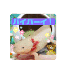 フレンチブルドッグ ＆ボクサー（個別スタンプ：9）