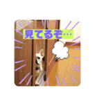 フレンチブルドッグ ＆ボクサー（個別スタンプ：12）