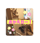 フレンチブルドッグ ＆ボクサー（個別スタンプ：16）