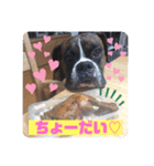 フレンチブルドッグ ＆ボクサー（個別スタンプ：17）