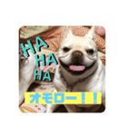 フレンチブルドッグ ＆ボクサー（個別スタンプ：22）