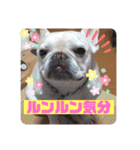 フレンチブルドッグ ＆ボクサー（個別スタンプ：27）