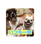 フレンチブルドッグ ＆ボクサー（個別スタンプ：29）