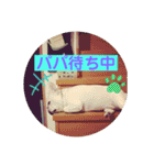 フレンチブルドッグ ＆ボクサー（個別スタンプ：33）