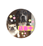 フレンチブルドッグ ＆ボクサー（個別スタンプ：34）