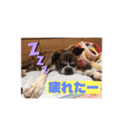 フレンチブルドッグ ＆ボクサー（個別スタンプ：38）