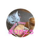 するめといっしょ2（個別スタンプ：1）