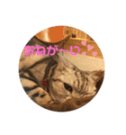 するめといっしょ2（個別スタンプ：3）