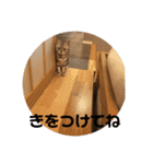するめといっしょ2（個別スタンプ：6）