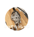 するめといっしょ2（個別スタンプ：7）