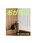 するめといっしょ2（個別スタンプ：8）