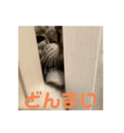 するめといっしょ2（個別スタンプ：10）