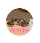 するめといっしょ2（個別スタンプ：11）