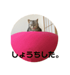 するめといっしょ2（個別スタンプ：12）