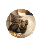 するめといっしょ2（個別スタンプ：13）