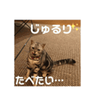 するめといっしょ2（個別スタンプ：18）