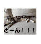 するめといっしょ2（個別スタンプ：21）