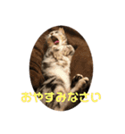 するめといっしょ2（個別スタンプ：24）