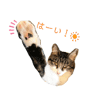 若ちゃん3歳（個別スタンプ：10）