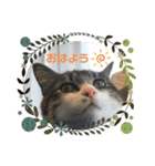 若ちゃん3歳（個別スタンプ：11）