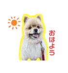 はじめましてチョコくんです！（個別スタンプ：1）