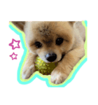 はじめましてチョコくんです！（個別スタンプ：3）