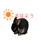 看板うさぎ君（個別スタンプ：1）