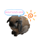 看板うさぎ君（個別スタンプ：2）