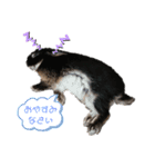 看板うさぎ君（個別スタンプ：3）