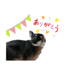 看板うさぎ君（個別スタンプ：5）