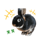 看板うさぎ君（個別スタンプ：7）