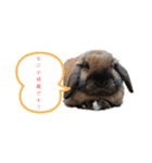 看板うさぎ君（個別スタンプ：8）