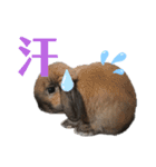 看板うさぎ君（個別スタンプ：12）