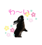 看板うさぎ君（個別スタンプ：15）