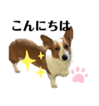 コーギー花くん あいさつ編（個別スタンプ：1）