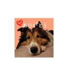 おとぼけりんご犬（個別スタンプ：1）
