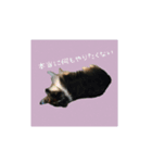 おとぼけりんご犬（個別スタンプ：2）