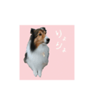 おとぼけりんご犬（個別スタンプ：3）
