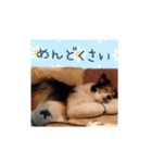 おとぼけりんご犬（個別スタンプ：4）