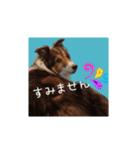おとぼけりんご犬（個別スタンプ：7）